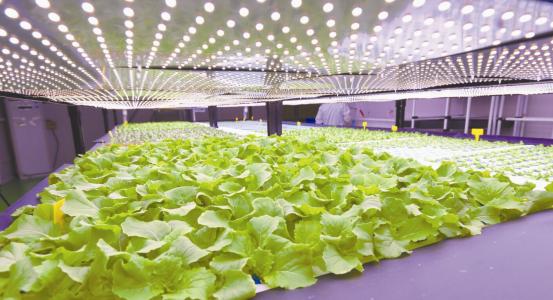 科技部:建設(shè)農(nóng)業(yè)高新產(chǎn)業(yè)區(qū)可推動鄉(xiāng)村振興戰(zhàn)略