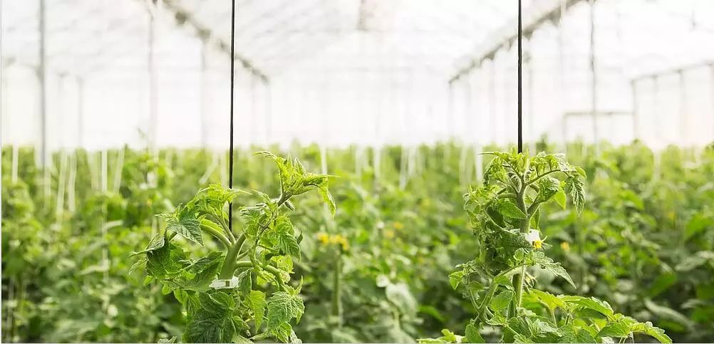 國家農業(yè)科技園區(qū)發(fā)展規(guī)劃2018-2025年