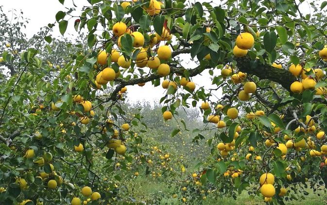 六、中國特色農(nóng)產(chǎn)品優(yōu)勢區(qū)創(chuàng)建