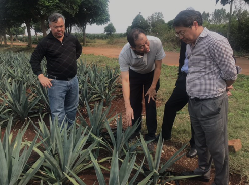 “中國劍麻之鄉(xiāng)”湛江農(nóng)墾,積極創(chuàng)建國家現(xiàn)代農(nóng)業(yè)產(chǎn)業(yè)園
