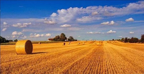 農資企業如何在鄉村振興征程中發展壯大？