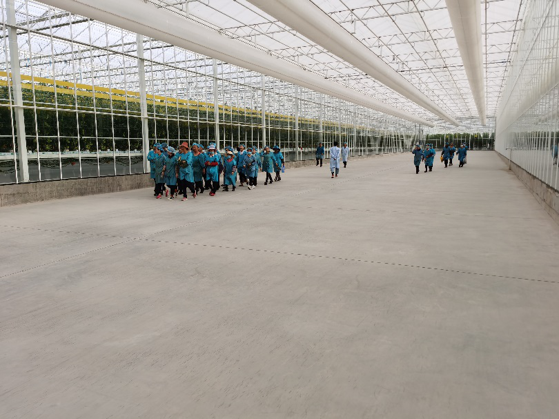 依托非耕地高效設施農業,民樂縣著力打造特色戈壁農業國家現代農業產業園