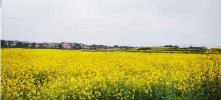 壯大特色優勢產業,栗江鎮創建國家農業產業強鎮可期