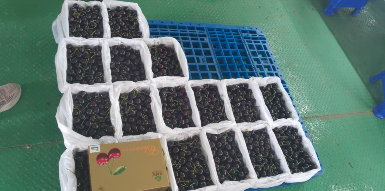 補足短板,迎頭趕上—瓦房店國家現代農業產業園再出發