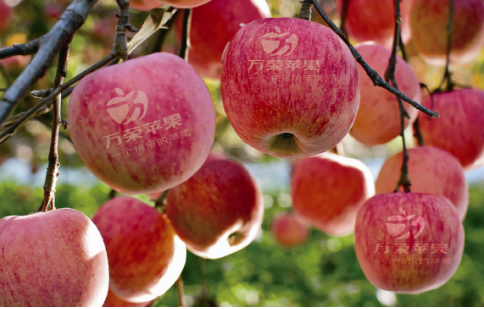 依托蘋果和香菇兩大特色優(yōu)勢(shì)產(chǎn)業(yè),萬(wàn)榮縣積極申創(chuàng)國(guó)家農(nóng)業(yè)現(xiàn)代化示范區(qū)