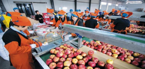 依托蘋果和香菇兩大特色優(yōu)勢(shì)產(chǎn)業(yè),萬(wàn)榮縣積極申創(chuàng)國(guó)家農(nóng)業(yè)現(xiàn)代化示范區(qū)