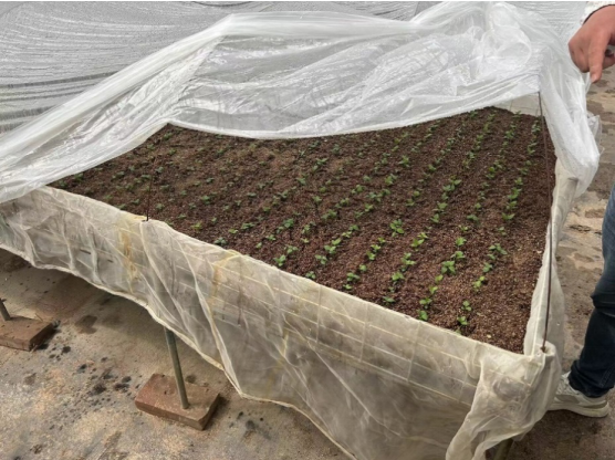 加強農業產業布局規劃,民樂縣向農業強縣進發