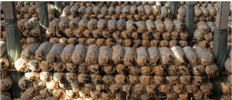 加強農業產業布局規劃,民樂縣向農業強縣進發