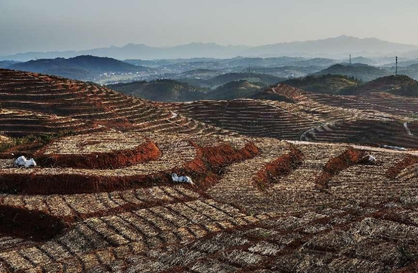 中國高新院課題組赴“中國玉竹之鄉(xiāng)” 深度探索邵東國家現(xiàn)代農(nóng)業(yè)產(chǎn)業(yè)園建設(shè)路徑
